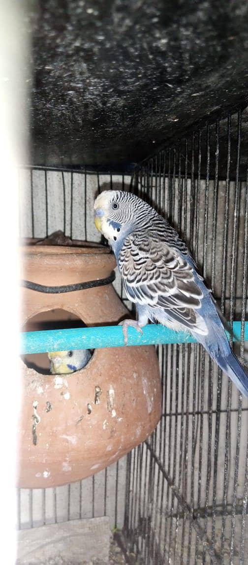 Cockatiels, Australian, Java & Sunconure 13