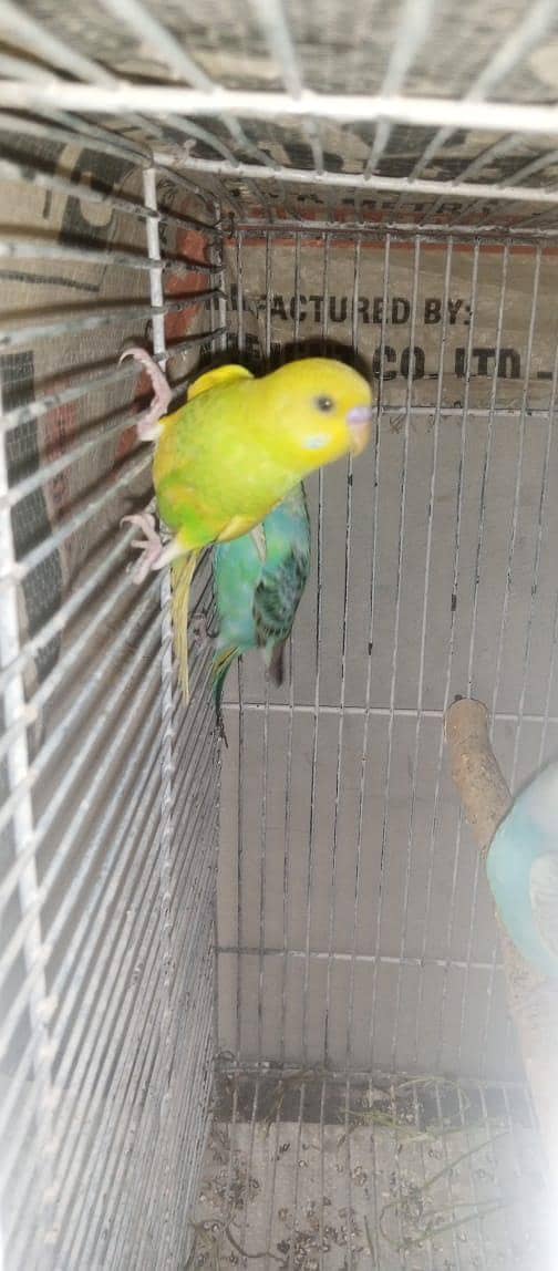 Cockatiels, Australian, Java & Sunconure 14