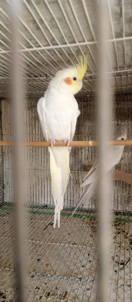 Cockatiels, Australian, Java & Sunconure 15