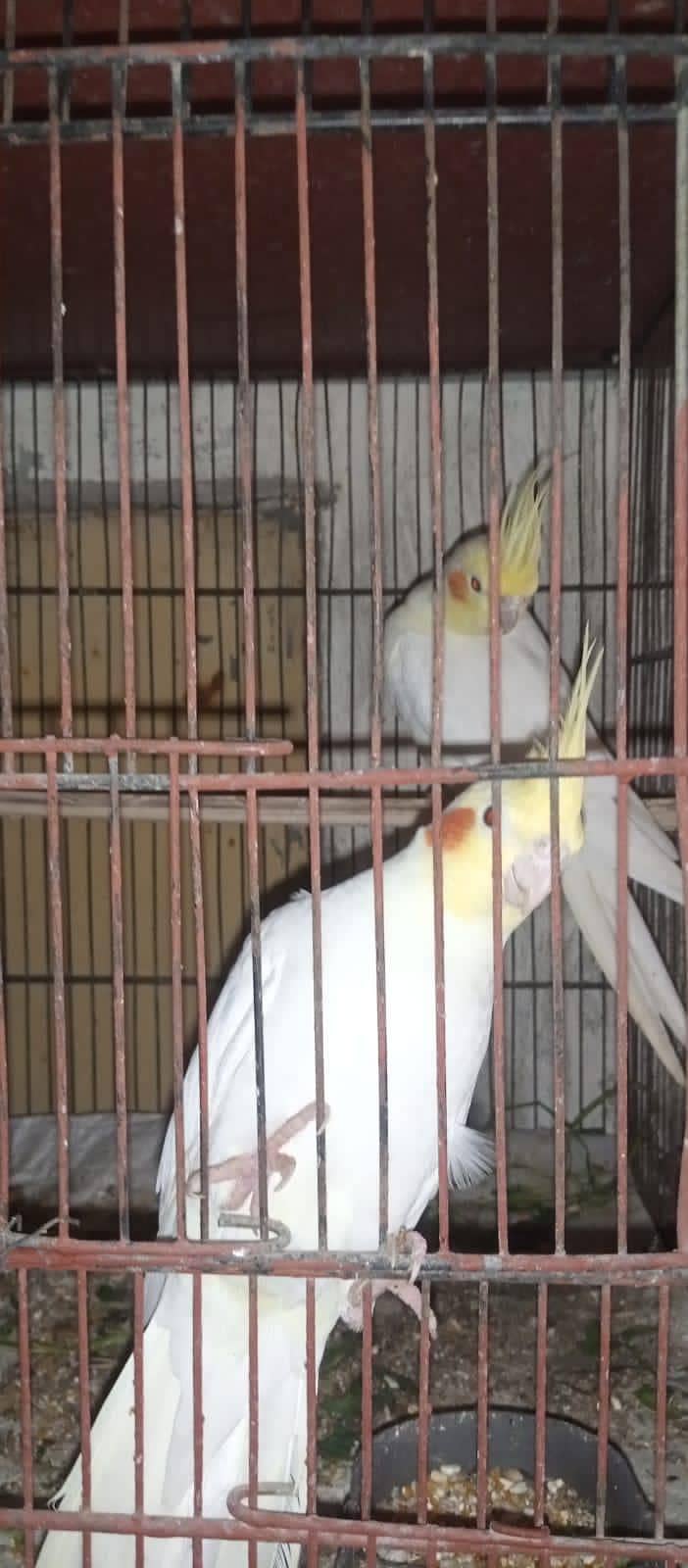 Cockatiels, Australian, Java & Sunconure 16