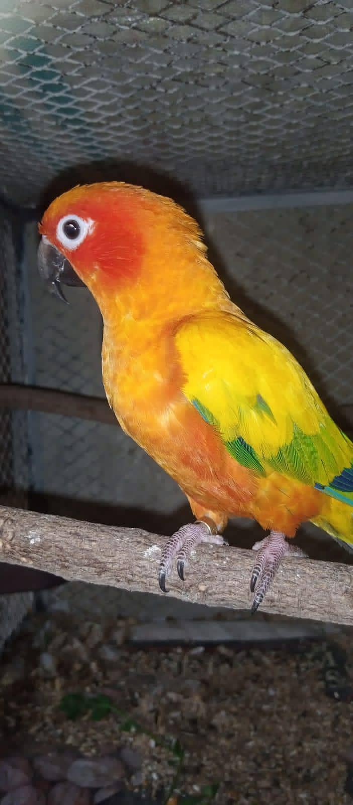 Cockatiels, Australian, Java & Sunconure 17