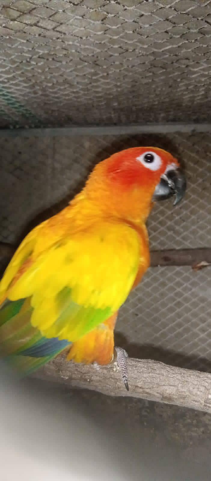Cockatiels, Australian, Java & Sunconure 18