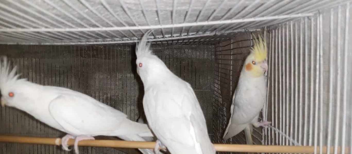 Cockatiels, Australian, Java & Sunconure 19