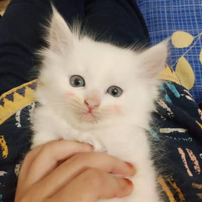persian pair urgnt sale