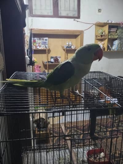 raw parrot for sale