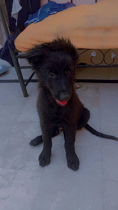 black German shepherd puppy