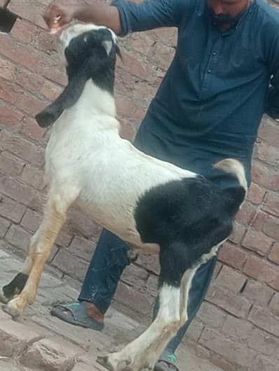 2027 ki qurbani ka Liye dasi kheera bakra sale