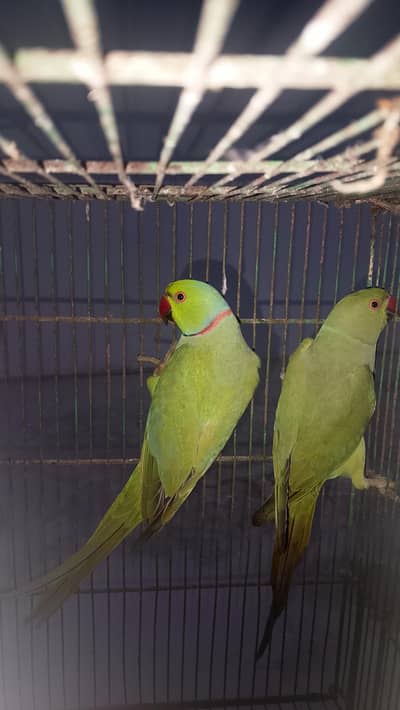ringneck parrot breeder pair