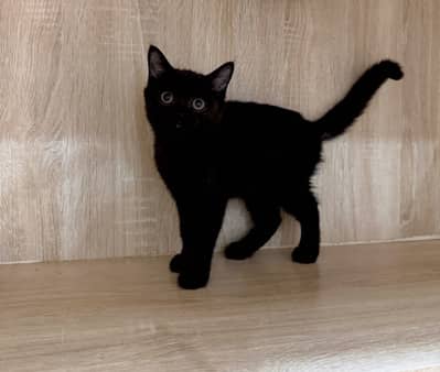 British Shorthair Jet Black Male Kitten
