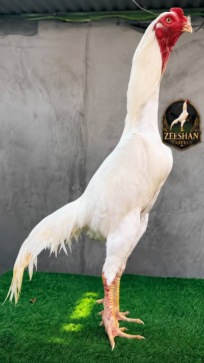 white shamo| king size shamo | german shamo | 2.5  month old shamo ch