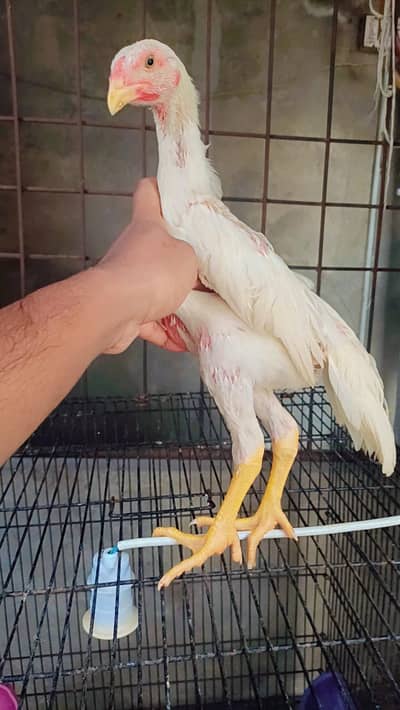 white shamo| king size shamo |german shamo |2.5 month old shamo chicks