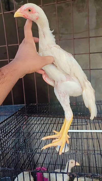 white shamo| king size shamo |german shamo |2.5 month old shamo chicks