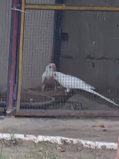 white parrot for sale confirm breeder pair