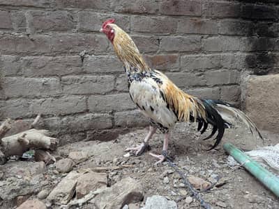 Phatha for sale