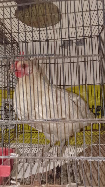 Desi Hen