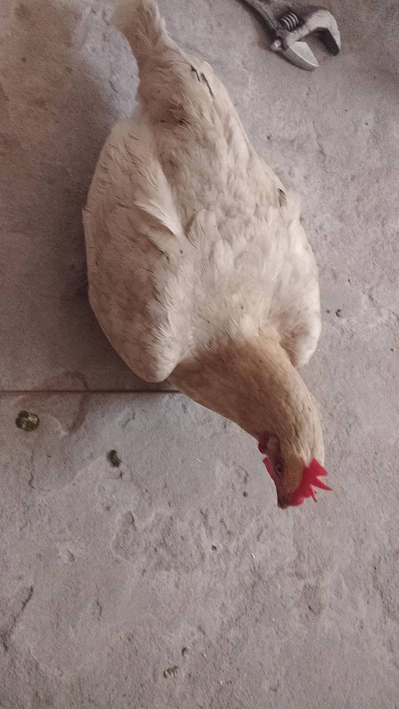 Desi Hen 1