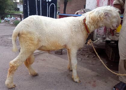 chattra