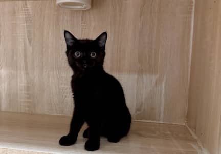 British Shorthair Jet Black Kitten