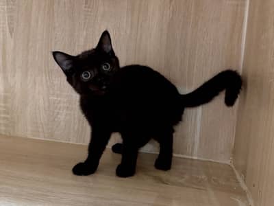 British Shorthair Jet Black Kitten