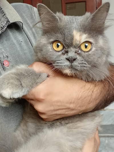 Persian punch face 