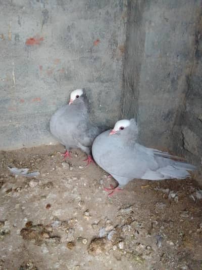 Saddle breeder pair single male