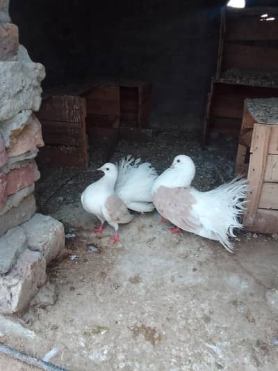 Saddle breeder pair single male