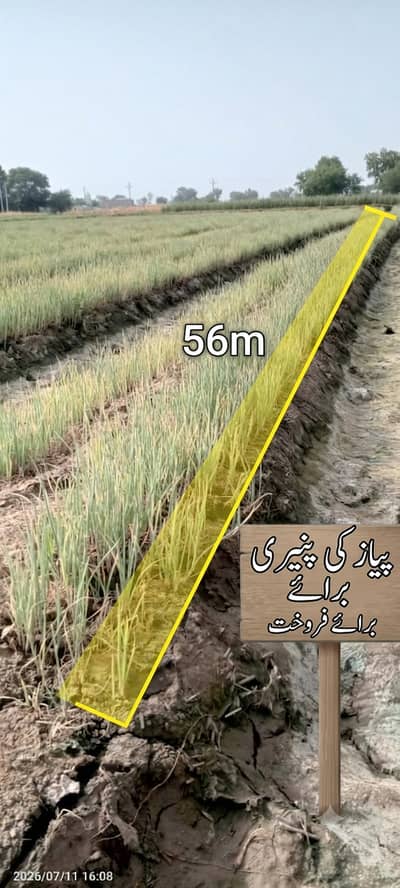 Desi Piyaz Paneeri - Onion Seedlings 56m Line-Piyaz ki Kasht Ke Liye