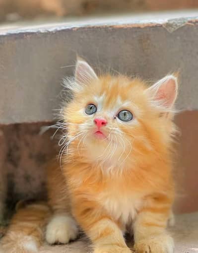 triple coted kittan yelw 03125718522 whato