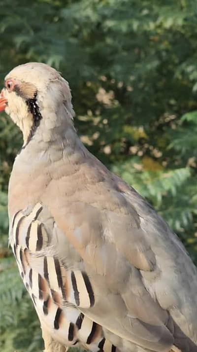 Chakoor Female Healthy And Active Egg Laying 100%