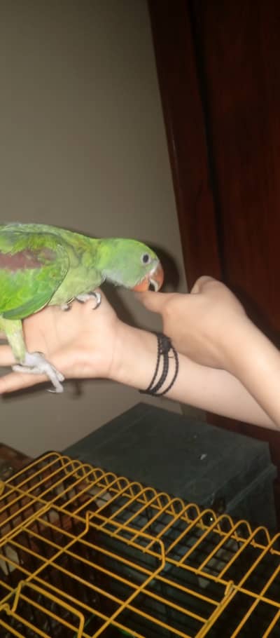 Hand tame hand feed and fruit wagera b khata ha khu b