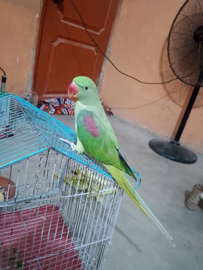 Talking female Pahari parrot
