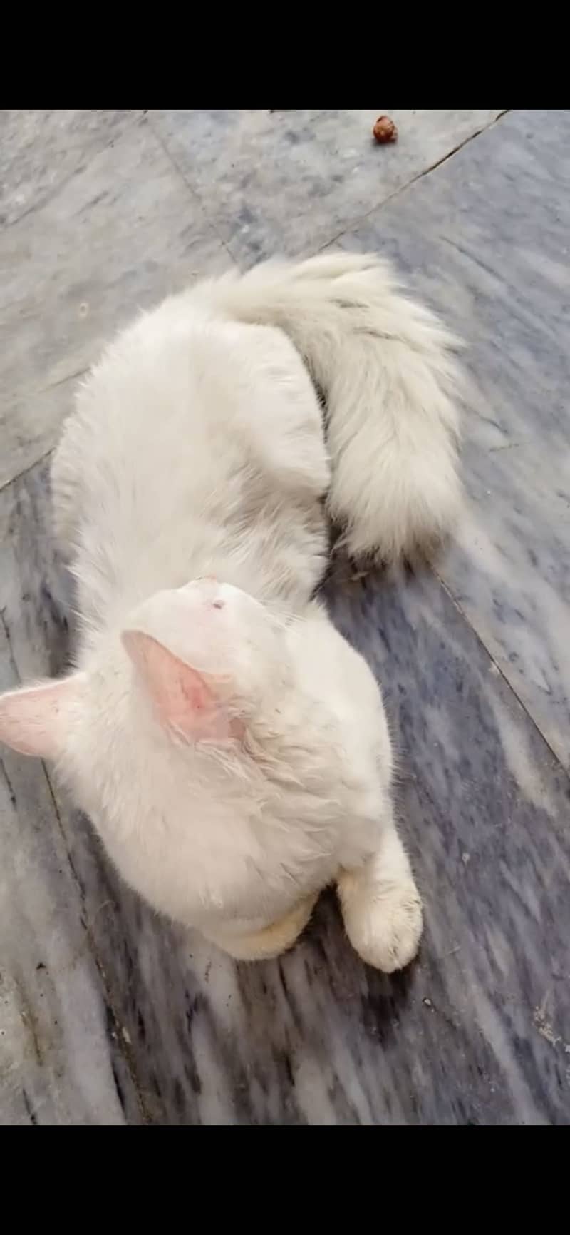 Persian Cat 0