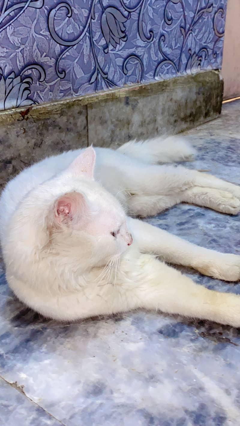 Persian Cat 1