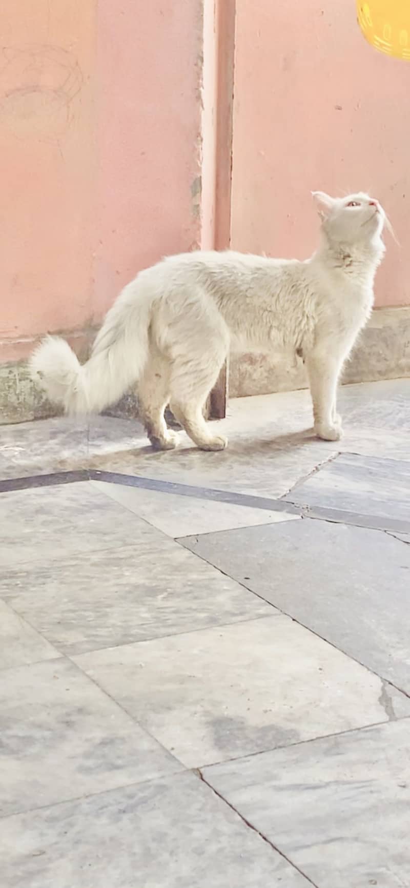 Persian Cat 2