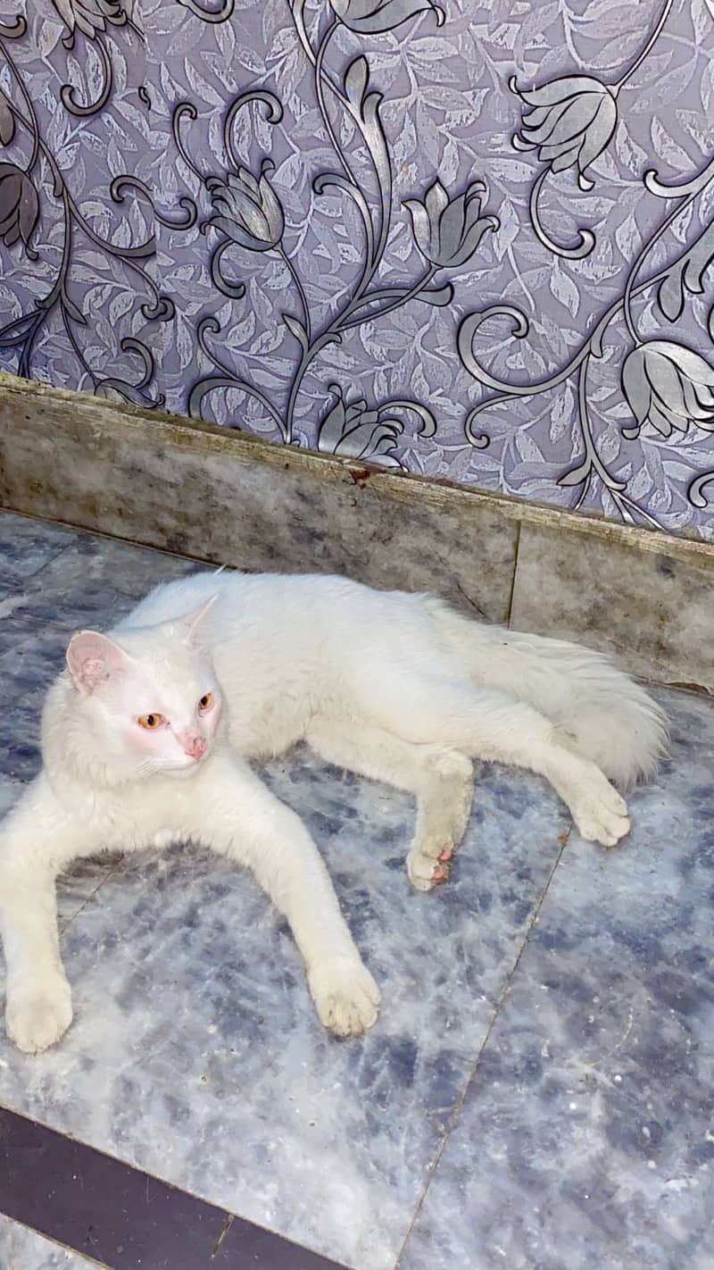 Persian Cat 3