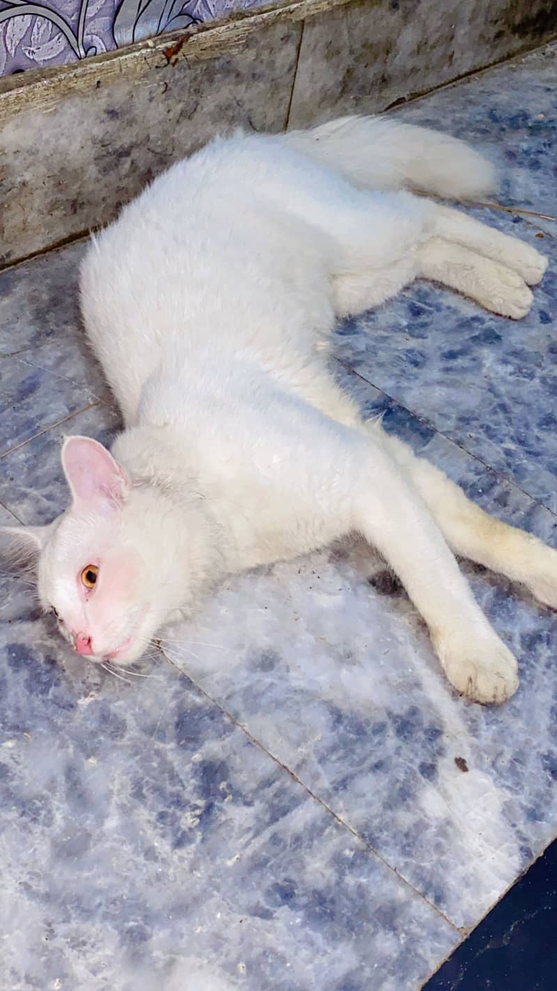 Persian Cat 4