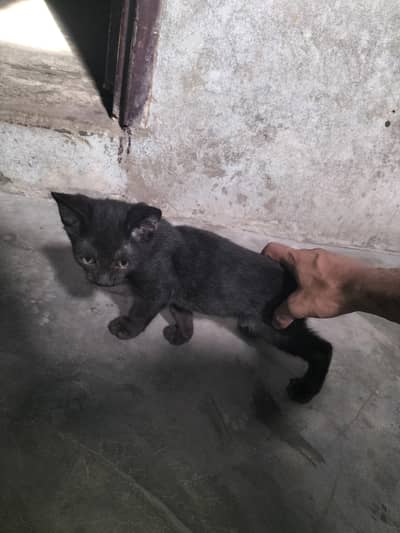 balck