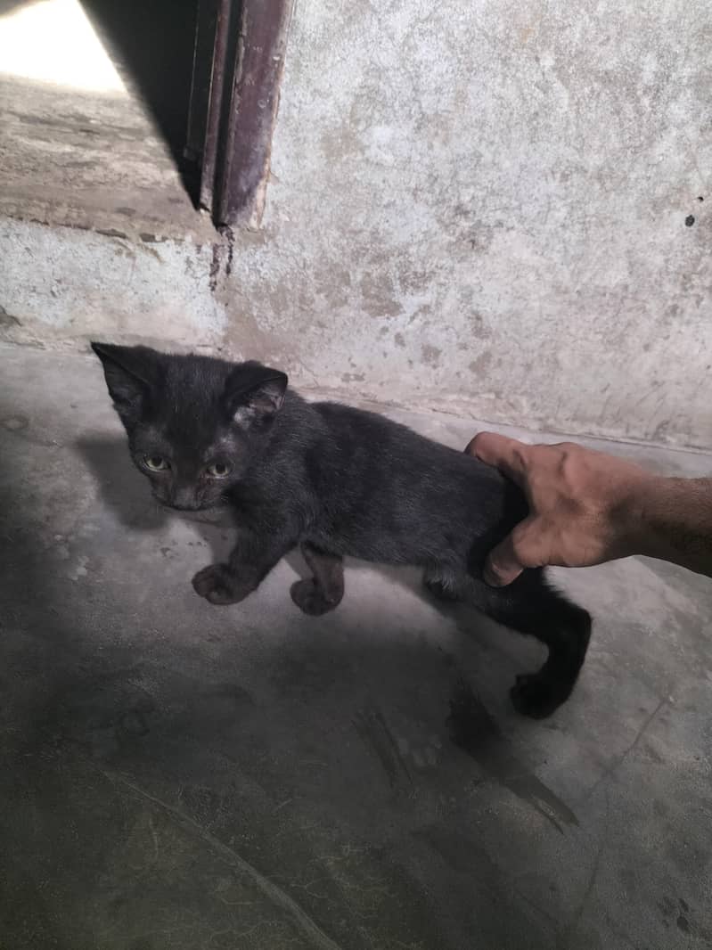 balck 0