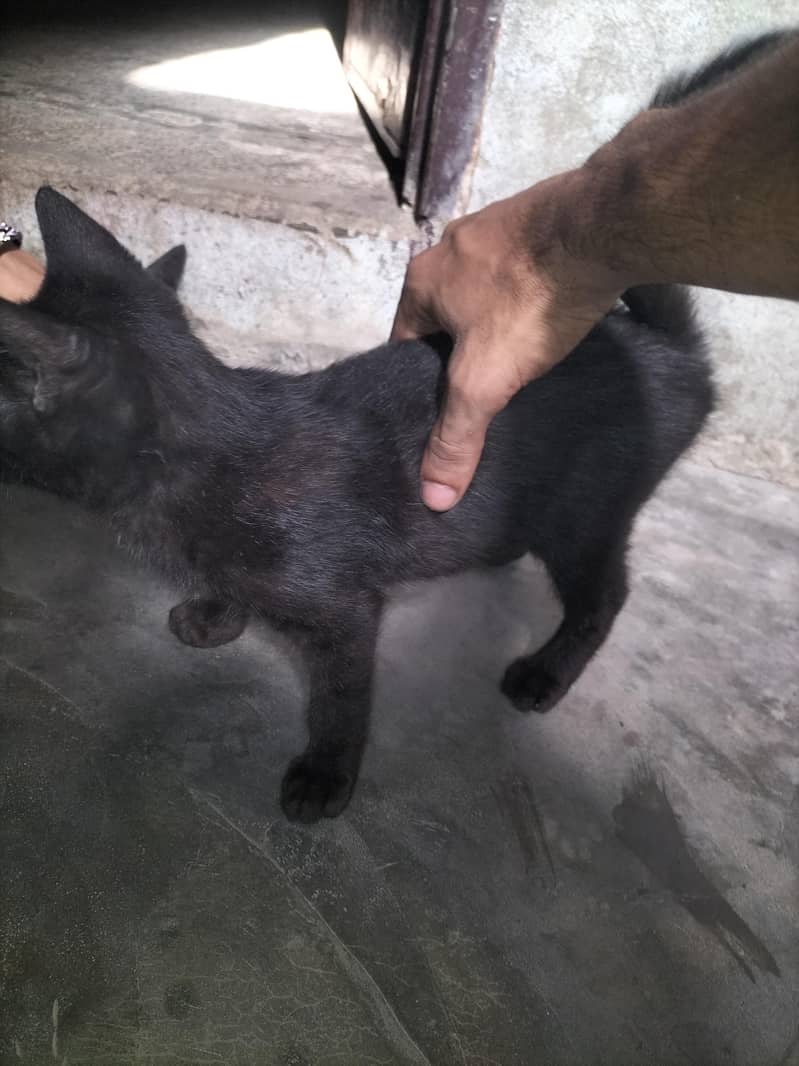 balck 2
