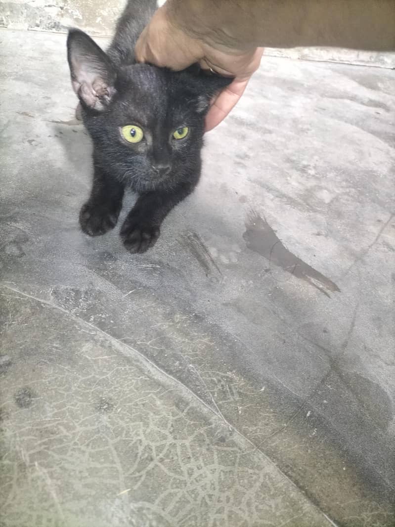 balck 3