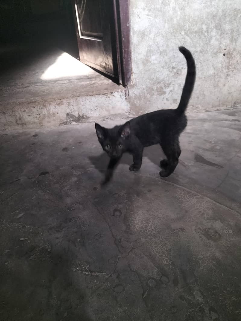 balck 4