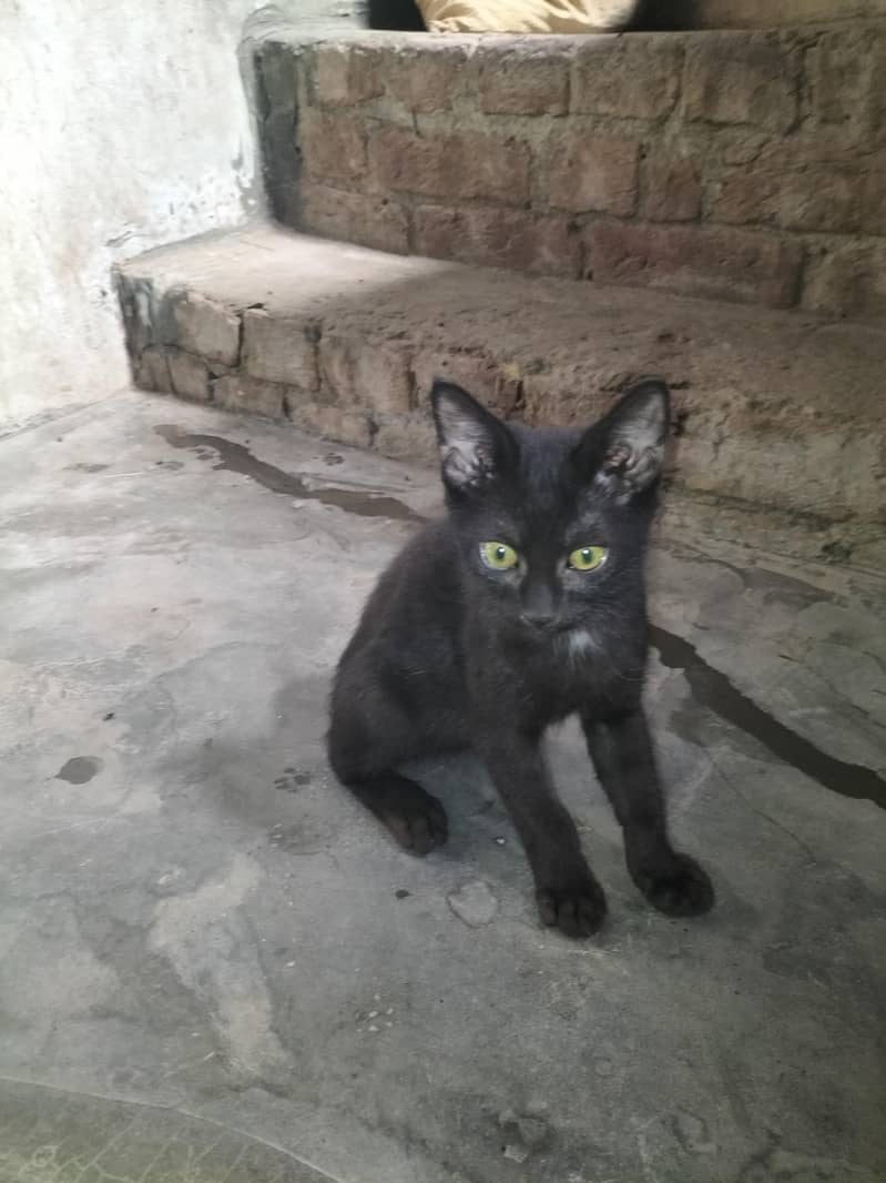 balck 5