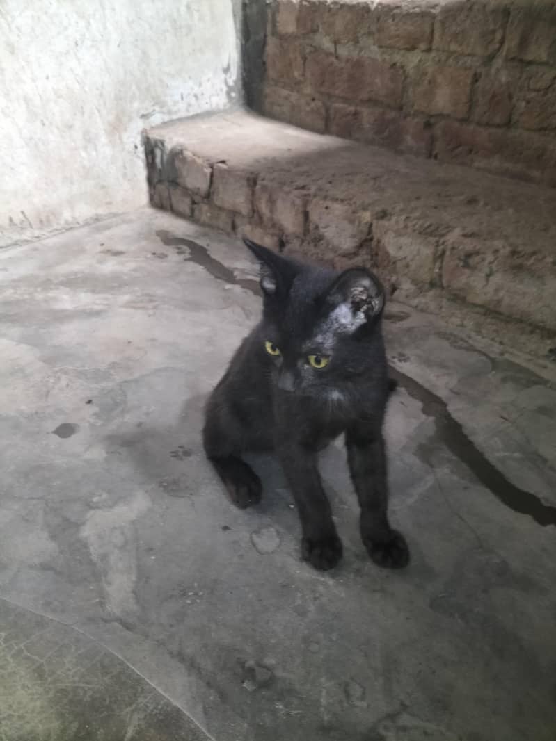 balck 6
