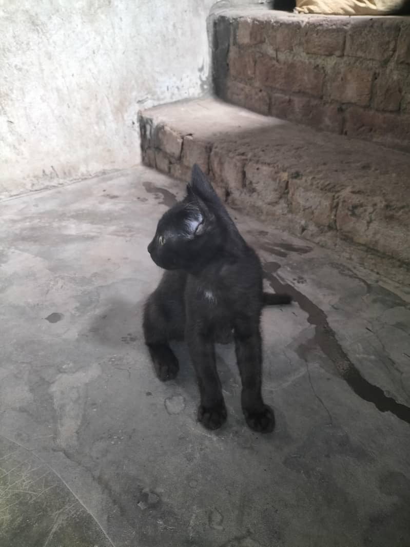 balck 7