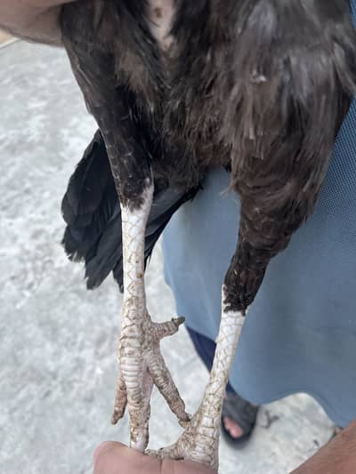 2  breeder females Top quality