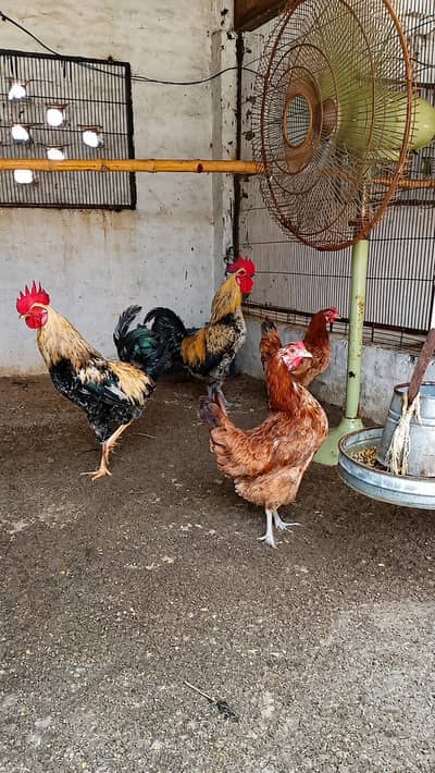 Black Shamo / Australop / White Shamo / Golden Misri / Chicks / Aseel
