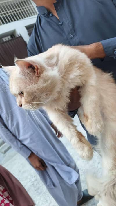 Persian Triple Coat Orange Cat