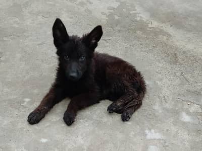 German shepherd Long coat pedigree puppies