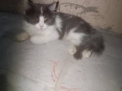 loving and trained pursion female cat