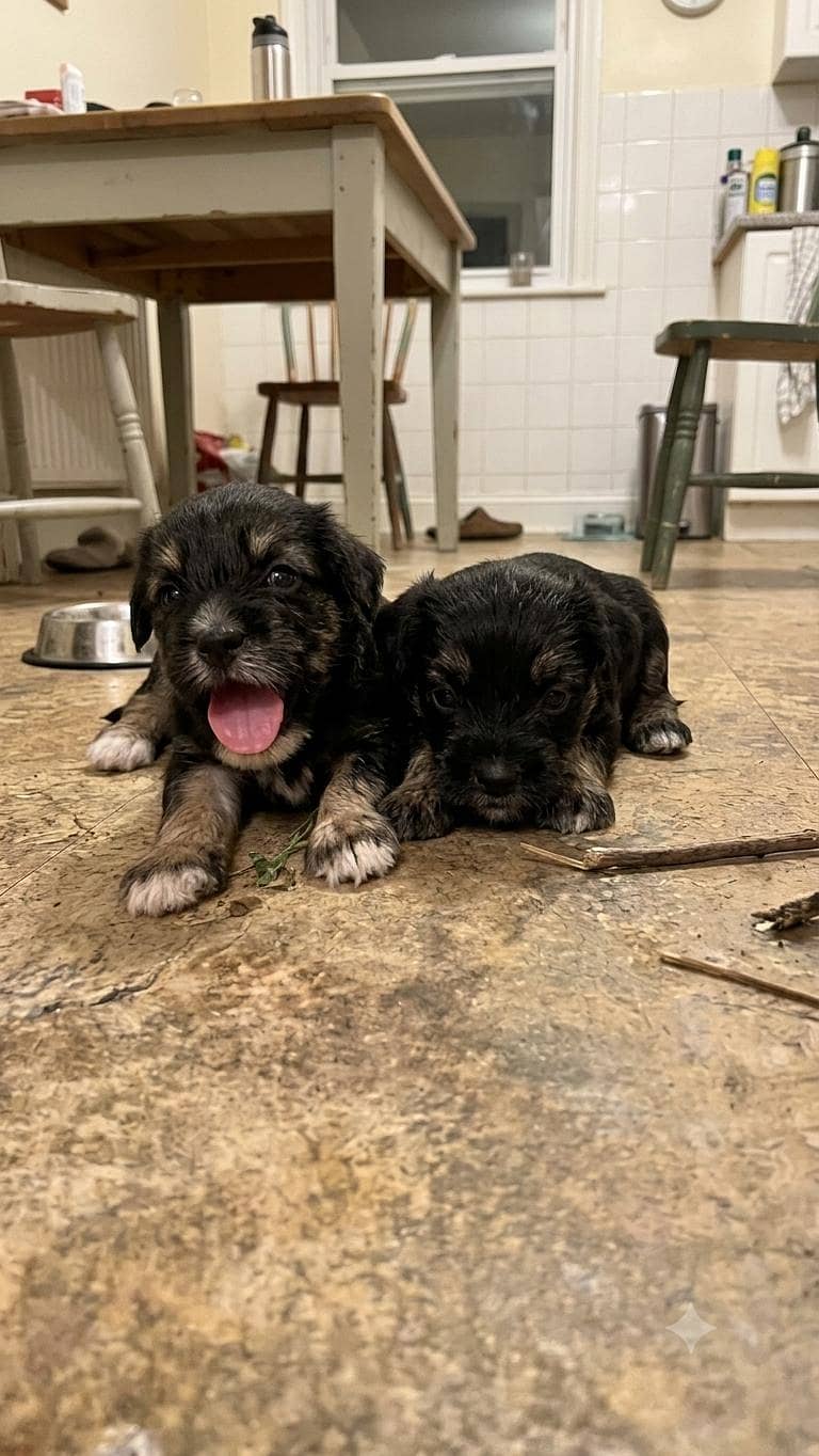 American poodle babys 1